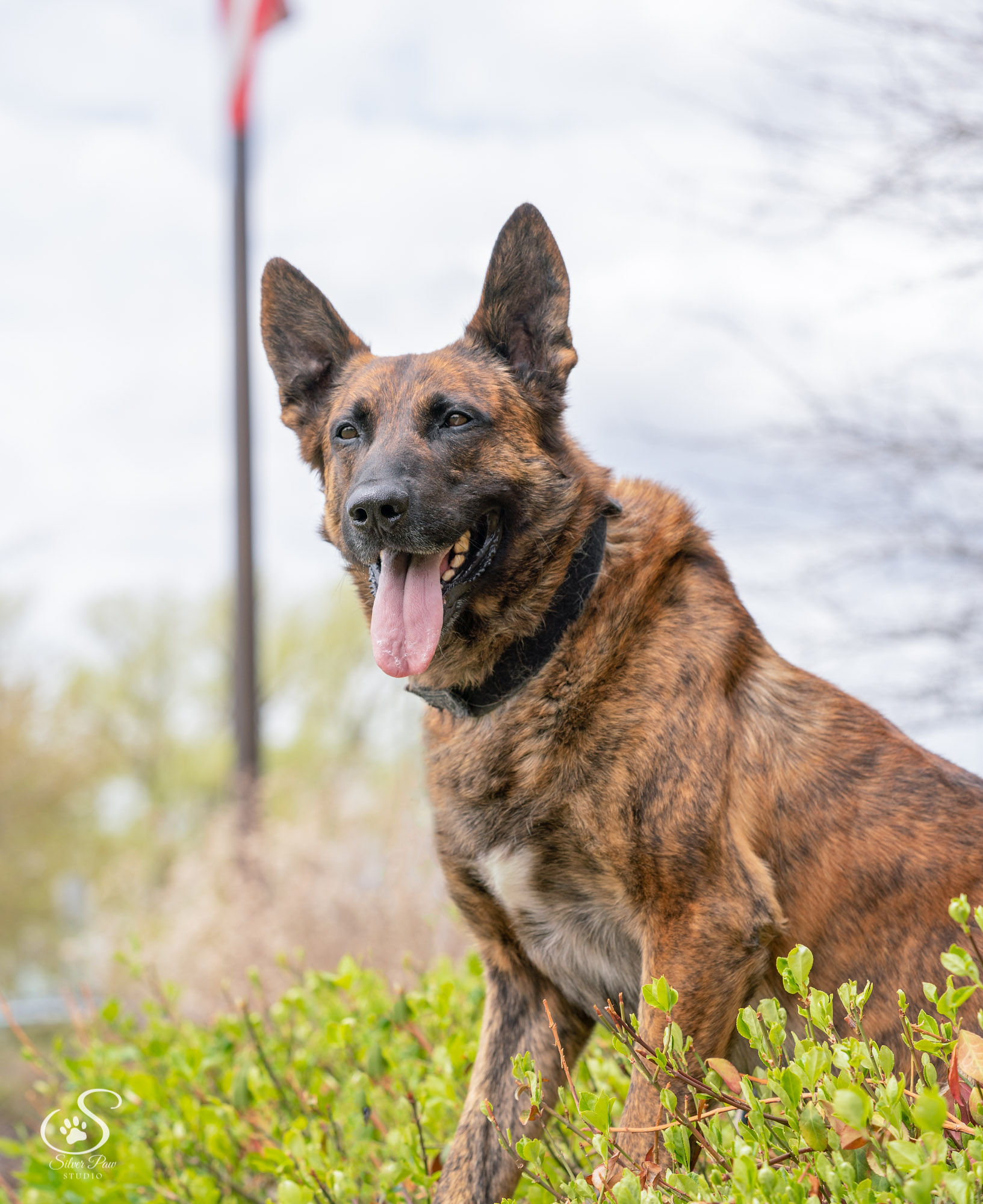 TovanFeyenLRK9FSilverPawStudio--12