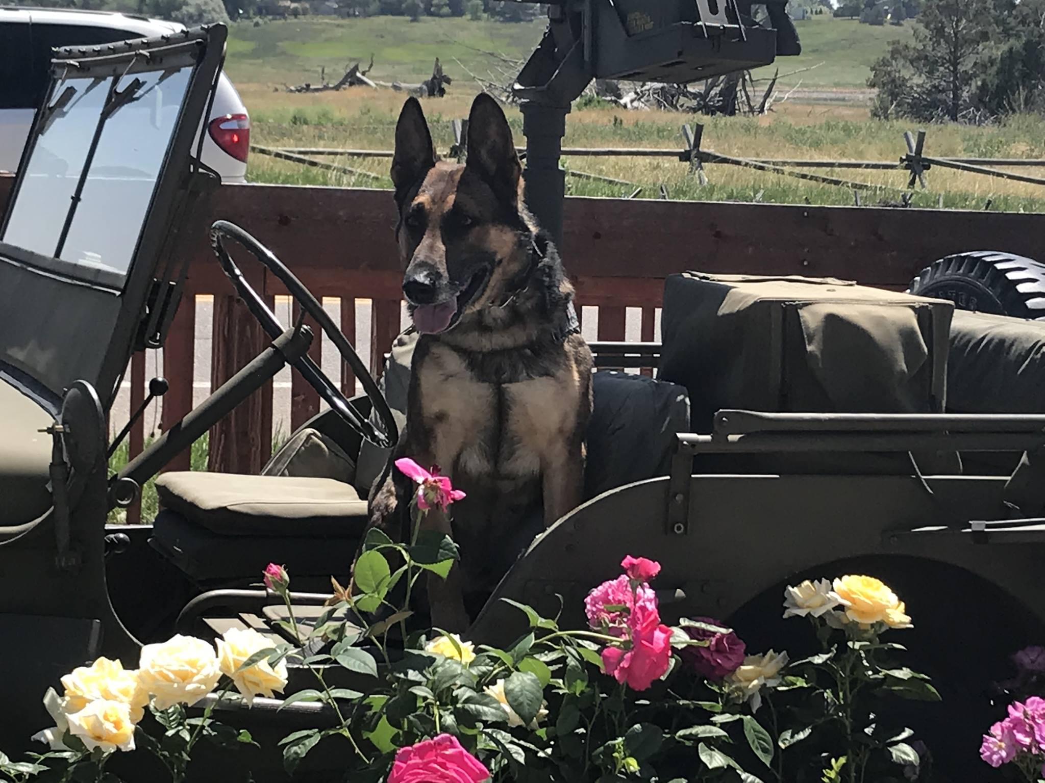 Ryker Retired K9