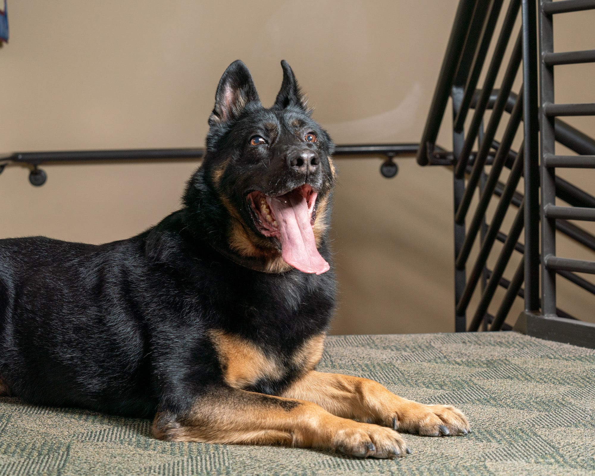 Oso Retired Larimer County K9