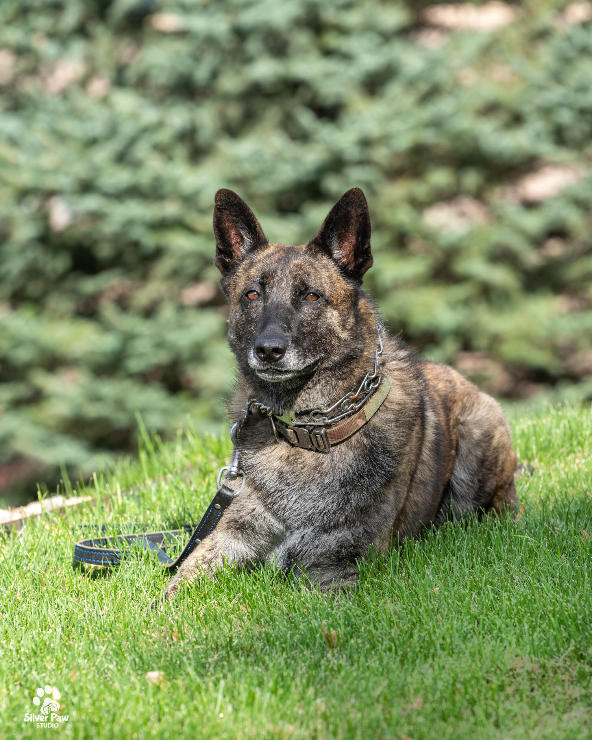 DoxLRK9FSilverPawStudio-05742