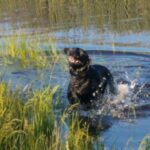 ravensplashinginwater